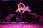 Letztmalig: Susan Laceys weiße Tiger (©Foto: Martin Schmitz)